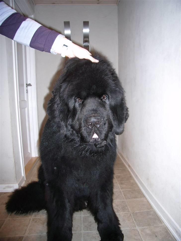 Newfoundlænder Buffas billede 12