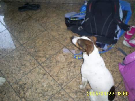 Dansk svensk gaardhund Tøsen <3 ¤ Anée's¤  - bagggangen ! billede 8