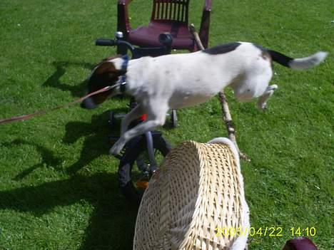 Dansk svensk gaardhund Tøsen <3 ¤ Anée's¤  - Hopp <3 billede 9