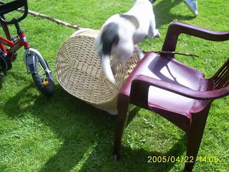 Dansk svensk gaardhund Tøsen <3 ¤ Anée's¤  - Hop <3 billede 10