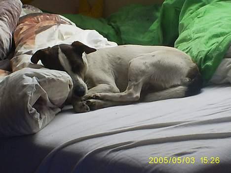 Dansk svensk gaardhund Tøsen <3 ¤ Anée's¤  billede 11