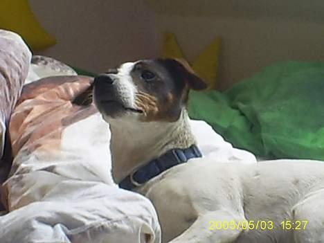 Dansk svensk gaardhund Tøsen <3 ¤ Anée's¤  billede 12