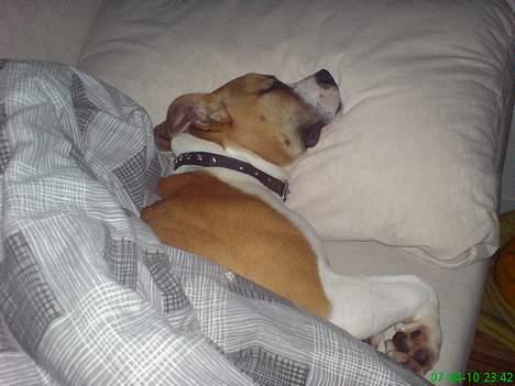 Amerikansk staffordshire terrier Tequila - Jeg elsker mors dyne... mmmmm billede 6