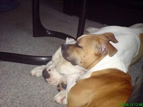 Amerikansk staffordshire terrier Tequila - Sovetrynerne... billede 7