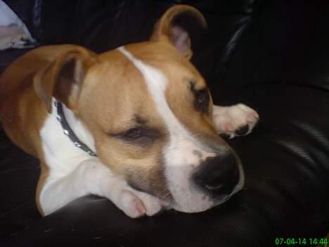 Amerikansk staffordshire terrier Tequila - Mmm en go sofa, den har jeg nemlig tygget i stykker, jeg er bar såeh dytti billede 8