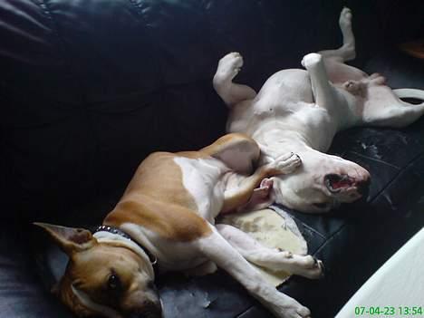 Amerikansk staffordshire terrier Tequila - Tequila og Sambo når de er bedst billede 9