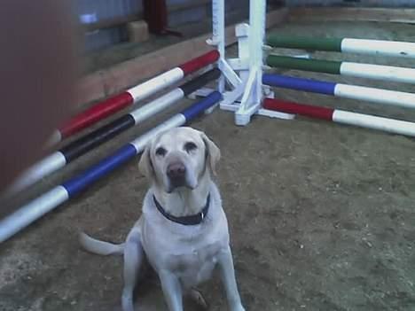 Labrador retriever Bailey <3 ¤ANÉE'S¤ - Sidder eg ikke pænt ?  billede 15