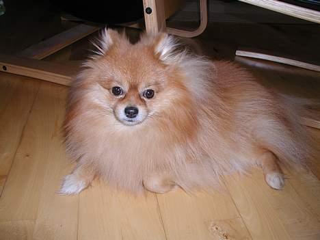Pomeranian Topsy's Balou - Balou d. 1. maj 2007 billede 1