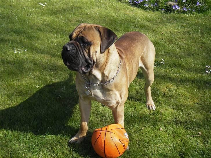 Bullmastiff Gizmo R.I.P billede 16