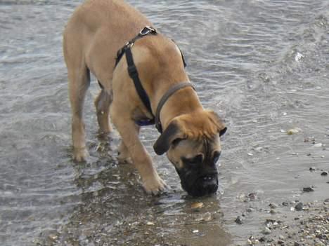 Bullmastiff Gizmo R.I.P - Snuser lige til vandet.. billede 17