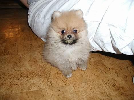 Pomeranian Topsy's Balou billede 2
