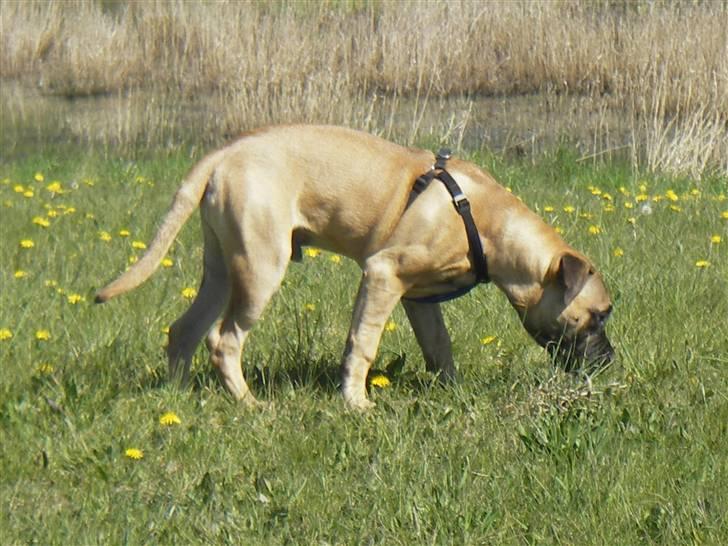 Bullmastiff Gizmo R.I.P - Græser lige lidt.. (NYT) billede 18