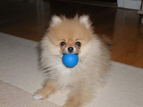 Pomeranian Topsy's Balou billede 3