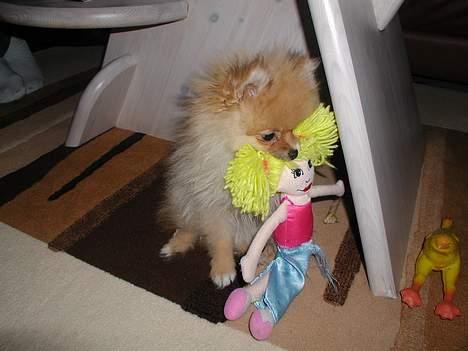 Pomeranian Topsy's Balou billede 4