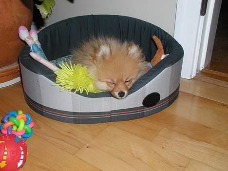 Pomeranian Topsy's Balou billede 5