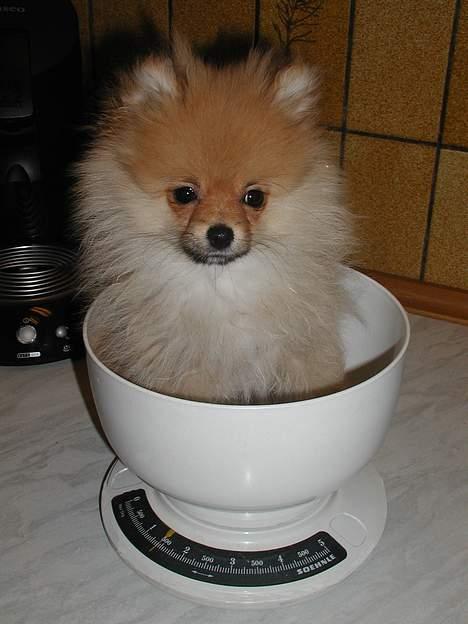 Pomeranian Topsy's Balou billede 6