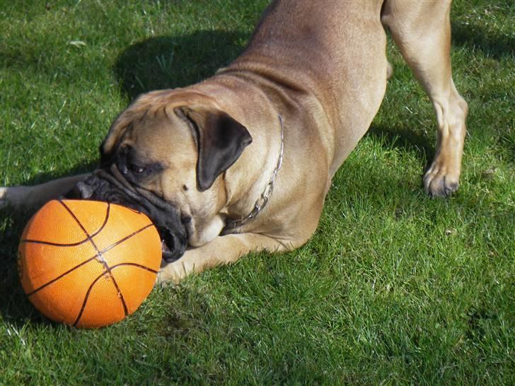 Bullmastiff Gizmo R.I.P - NYT billede 19