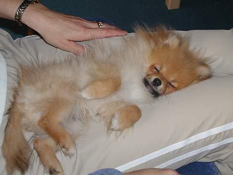 Pomeranian Topsy's Balou billede 7