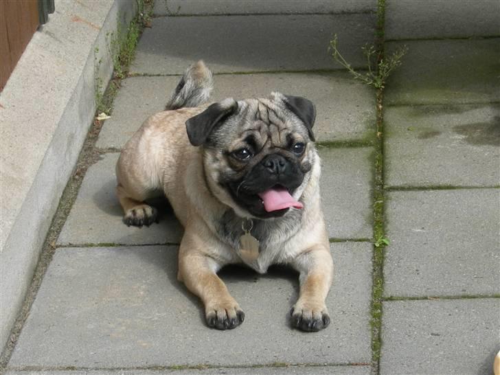 Mops Luna - Hvalptiden, nuttede ik? billede 1