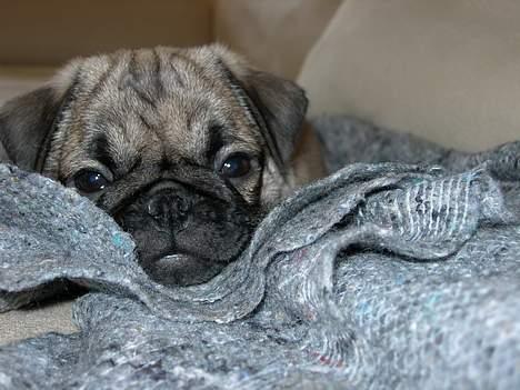 Mops Luna - Drømmeland billede 2