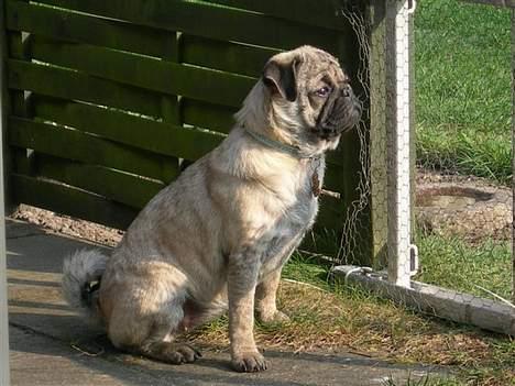 Mops Luna - Er næsten voksen billede 3