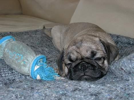 Mops Luna - Mange små turer i drømmeland billede 4