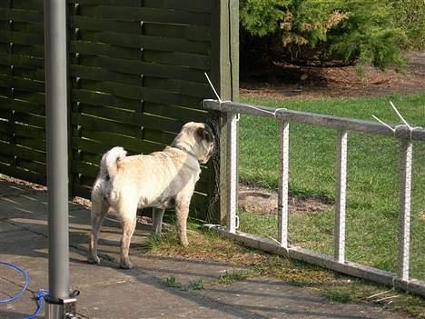 Mops Luna - Hvem kommer?? billede 5