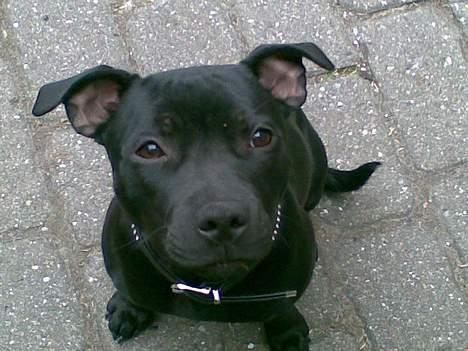 Staffordshire bull terrier Liva - Jeg kan sitte, er det så ikke nu jeg skal have en godbid? billede 9