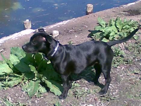 Staffordshire bull terrier Liva billede 10