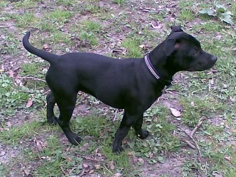 Staffordshire bull terrier Liva - Kigger efter flotte fyre :-) billede 11