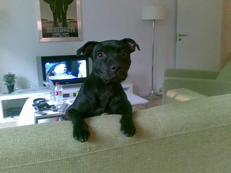 Staffordshire bull terrier Liva - Sagde i noget ??! billede 12