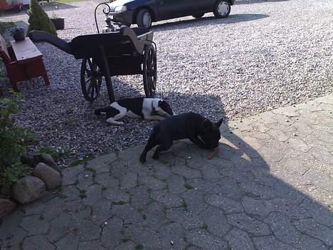 Fransk bulldog Skipper - Man skal jo huske og strække ud....:-) billede 8