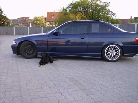 Labrador retriever Freja billede 19