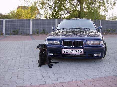 Labrador retriever Freja - passer på fars bil...grrr :-) billede 20