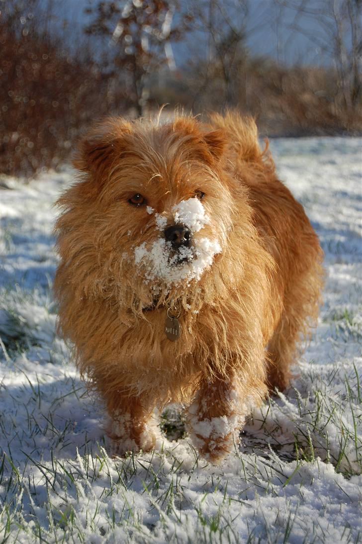 Blanding af racer Møffe  - hej og velkommen til min profil billede 1