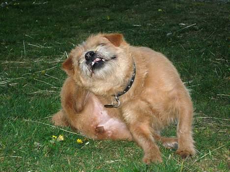 Blanding af racer Møffe  - Det er altså ikke nemt at nå hvor det klør billede 2