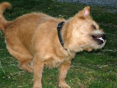 Blanding af racer Møffe  - Så trænger man til en rystetur billede 3