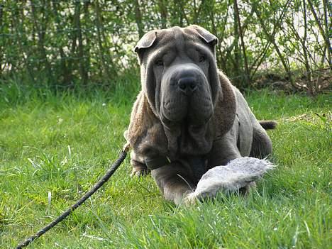 Shar pei Lupus - Hey det er min tygge pude. billede 20