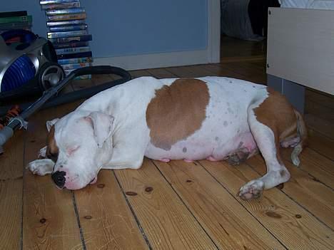 Amerikansk staffordshire terrier R.I.P Fibse... Love U - en træt mor... billede 6