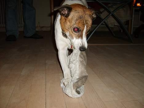 Dansk svensk gaardhund Sitta † ´09 billede 14