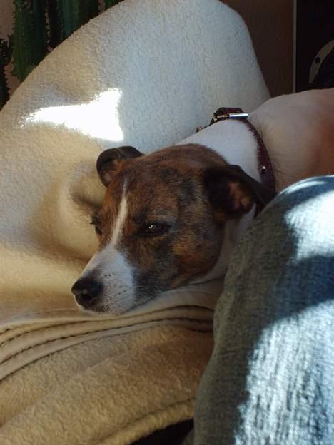 Dansk svensk gaardhund Sitta † ´09 billede 15