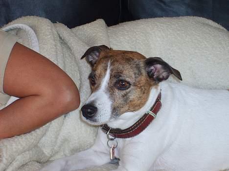 Dansk svensk gaardhund Sitta † ´09 billede 16