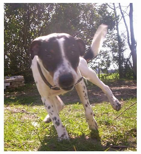 Dansk svensk gaardhund Joe,også kaldet "Å" - Fart på Å billede 14