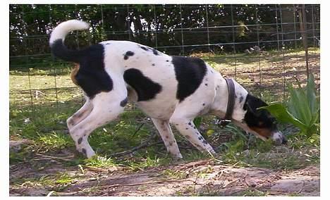 Dansk svensk gaardhund Joe,også kaldet "Å" - Altid med snuden i jorden. billede 15