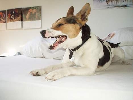 Dansk svensk gaardhund Nickolai - Jeg tror, jeg er lidt i familie med en hyæne. hehe... :o) billede 19