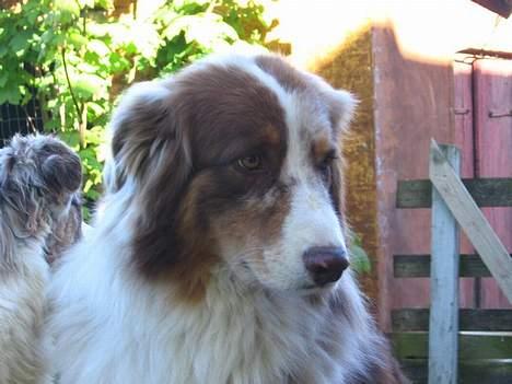 Australian shepherd Onedis Oden  - Smukke Oden billede 10