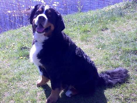 Berner sennenhund Batman (Død dec.09) - "Må jeg tage den der and ..?" billede 12