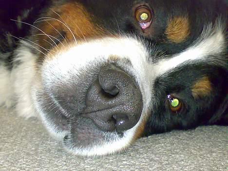 Berner sennenhund Batman (Død dec.09) - "Puhhh, har lige leget med Far.." billede 13