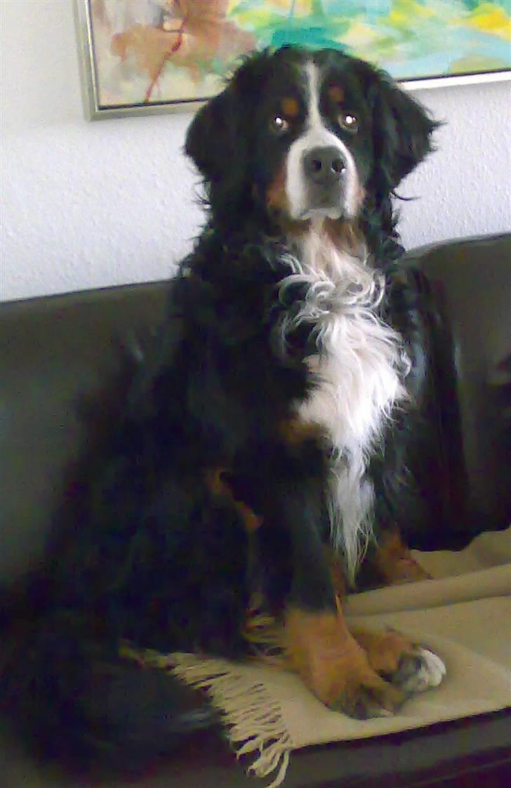 Berner sennenhund Batman (Død dec.09) - "Øhh skulle vi ikke se film ..?" billede 14