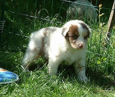 Australian shepherd Onedis Oden  - Oden lige inden vi hentede ham hjem fra Sverige billede 11